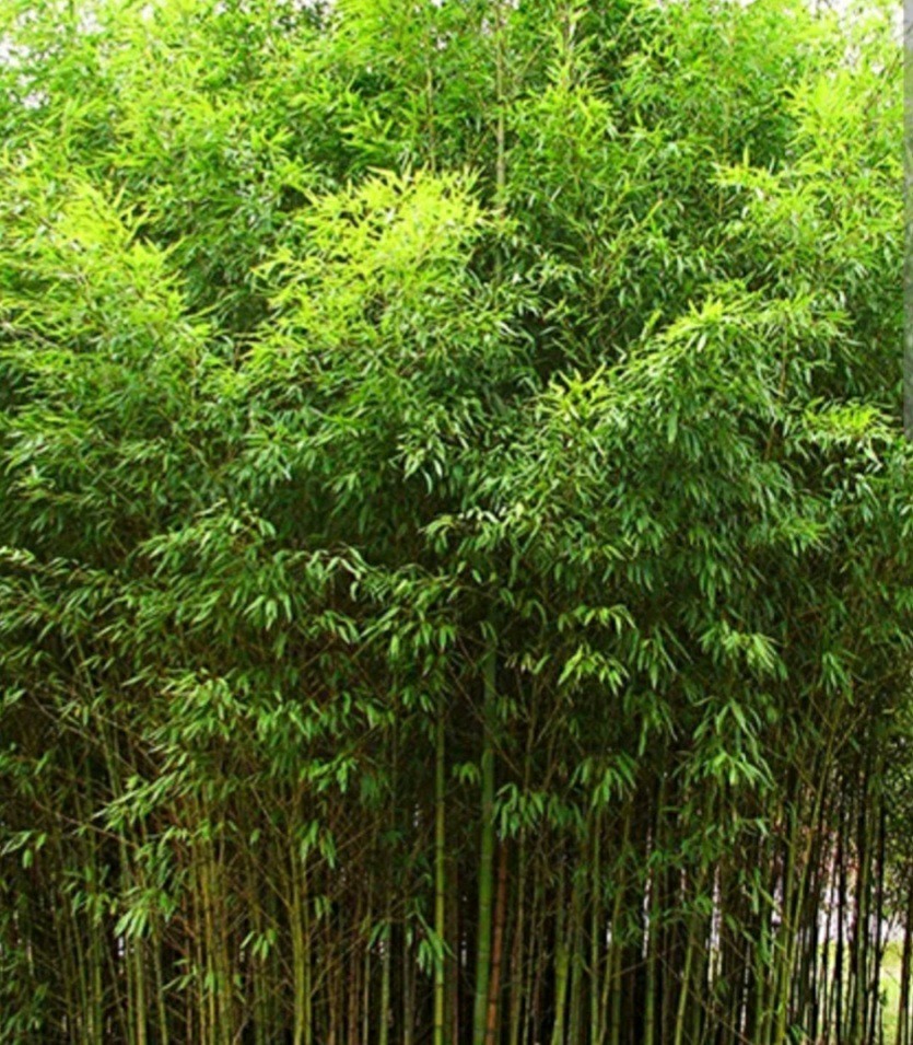 Golden Fishpole Bamboo Phyllostachys Aurea Live Plant Root Rhizome Great Privacy