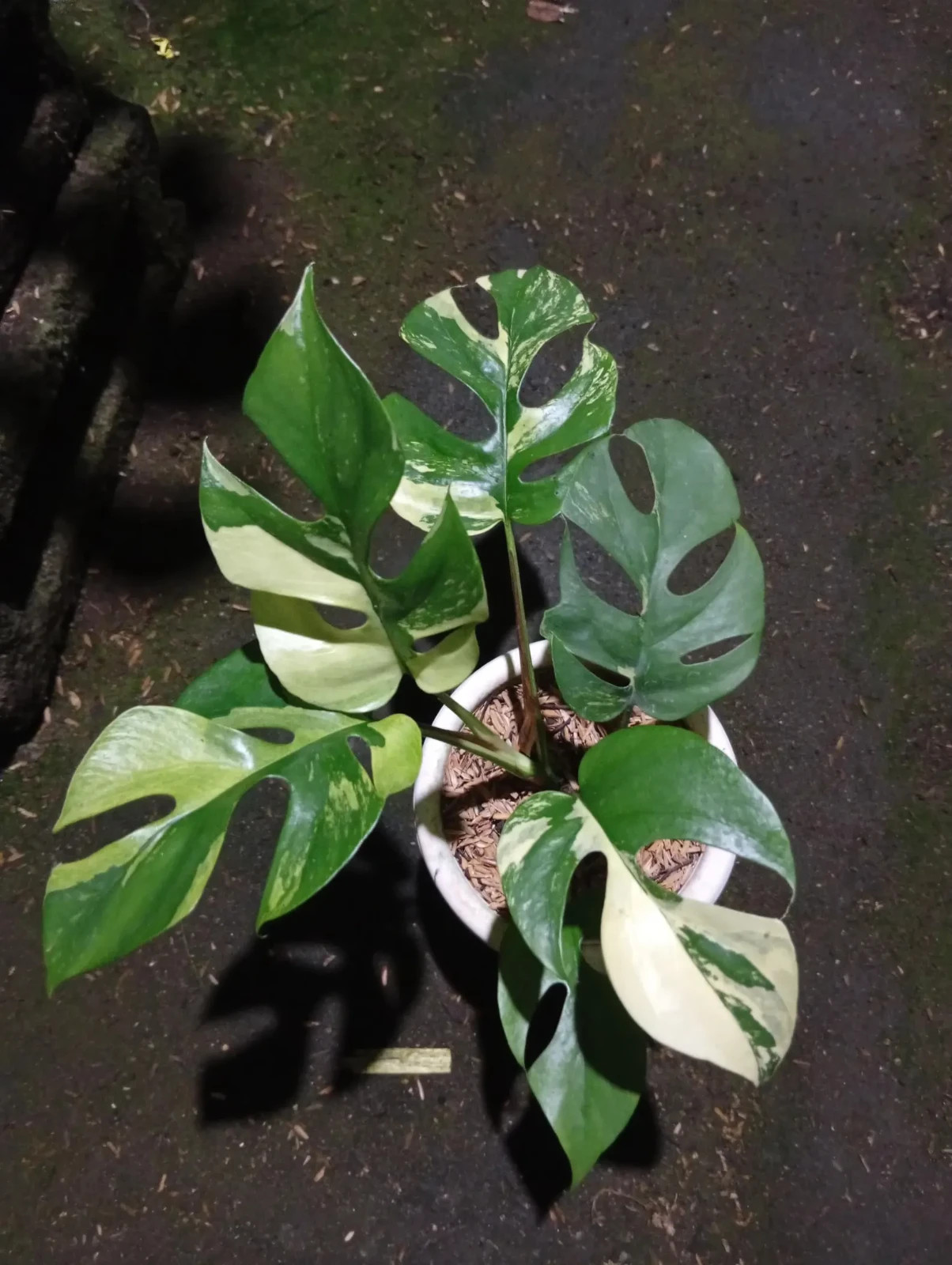 Real Picture Rhaphidophora Tetrasperma Variegated Rare Plant