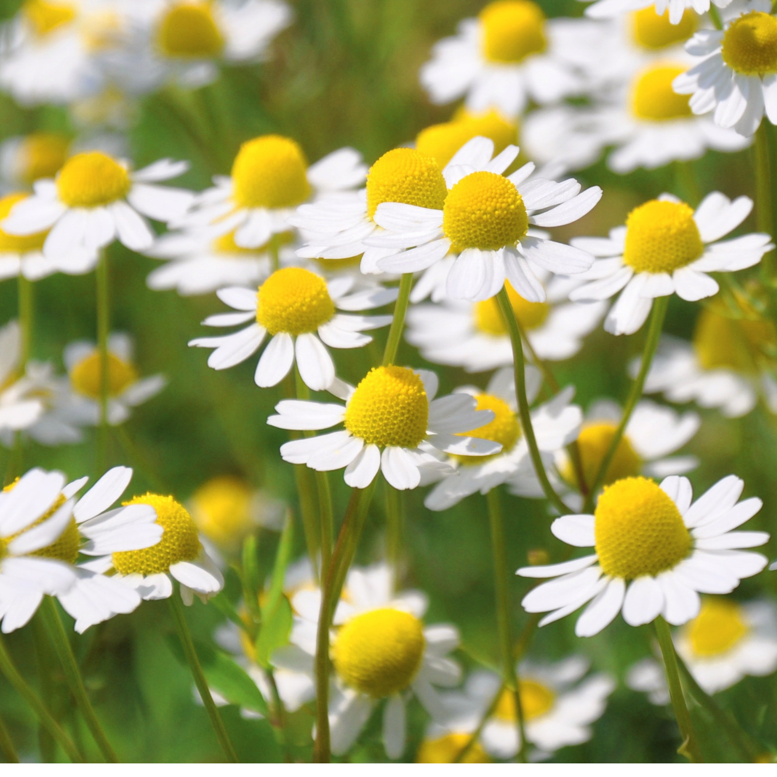 Organic Common Chamomile Seeds – Fragrant Heirloom Herb for Tea & Tranquility 🌼