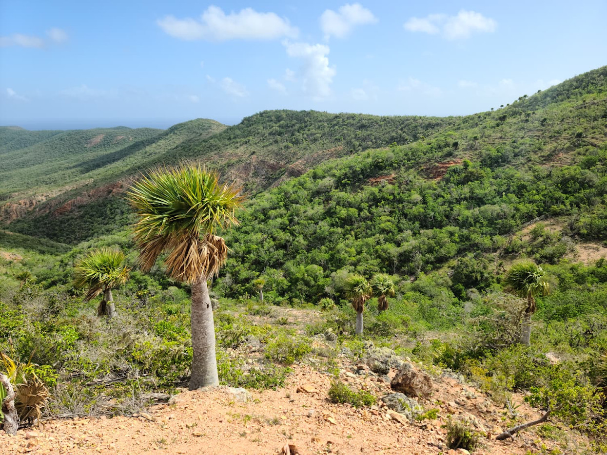 Sabal antillensis – Ultra-Rare Caribbean Palm | Conservation Grown | 3-Gallon