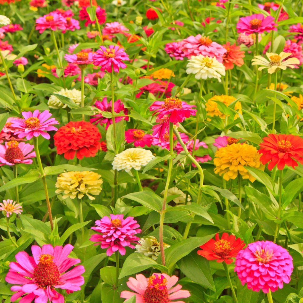 California Giants Zinnia Mix Seeds, Bright Colors, Cut Flowers, Stunning California Giants Zinnia Mix Seeds, Bright Colors, Cut Flowers, Stunning