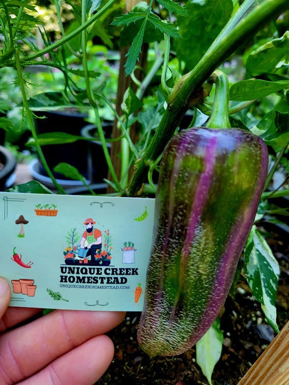 Dreamcatcher x FMJ Pepper 10 Seeds Farmers Market Jalapeno cross Variegated