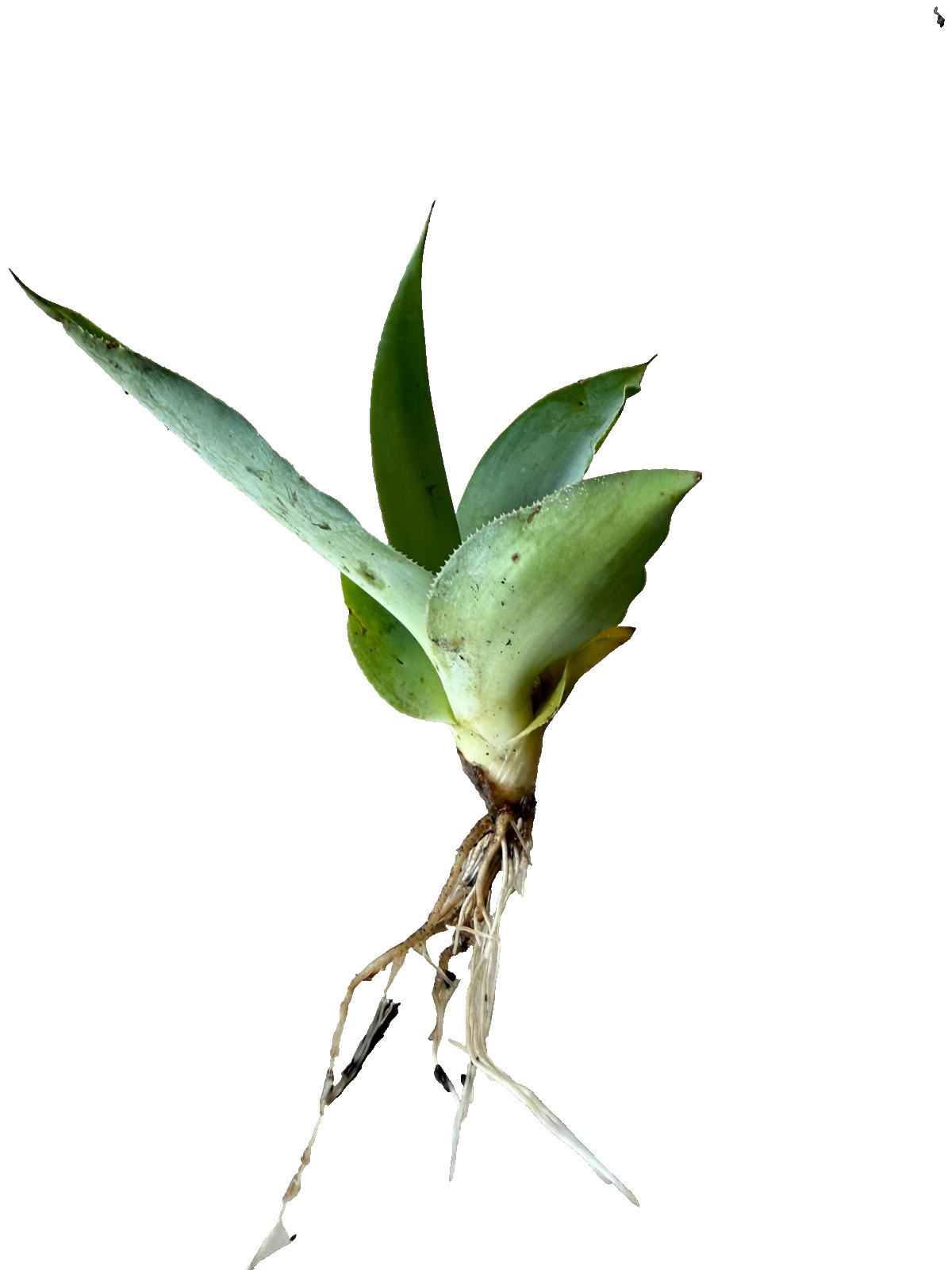 American Blue Agave Pups (Century Plant)