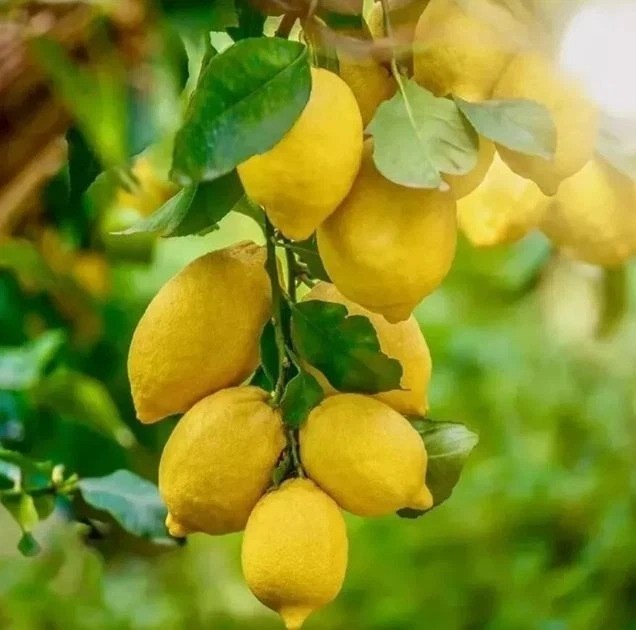 30 Sfusato Amalfitano / Italian Lemon Rare Organic Seeds High Germination