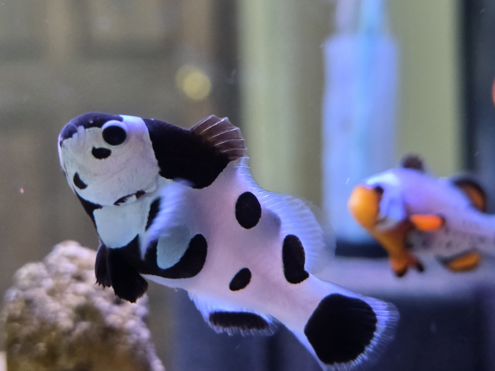 1-BLACK STORM CLOWNFISH RARE Collectors Clown (one) - All Similar 2\ 1-BLACK STORM CLOWNFISH RARE Collectors Clown (one) - All Similar 2\
