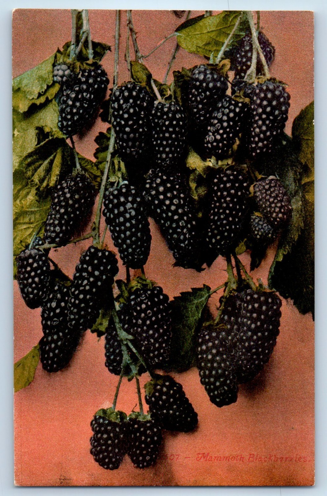 c1910's Mammoth Blackberries Fruits Unposted Antique Postcard c1910's Mammoth Blackberries Fruits Unposted Antique Postcard