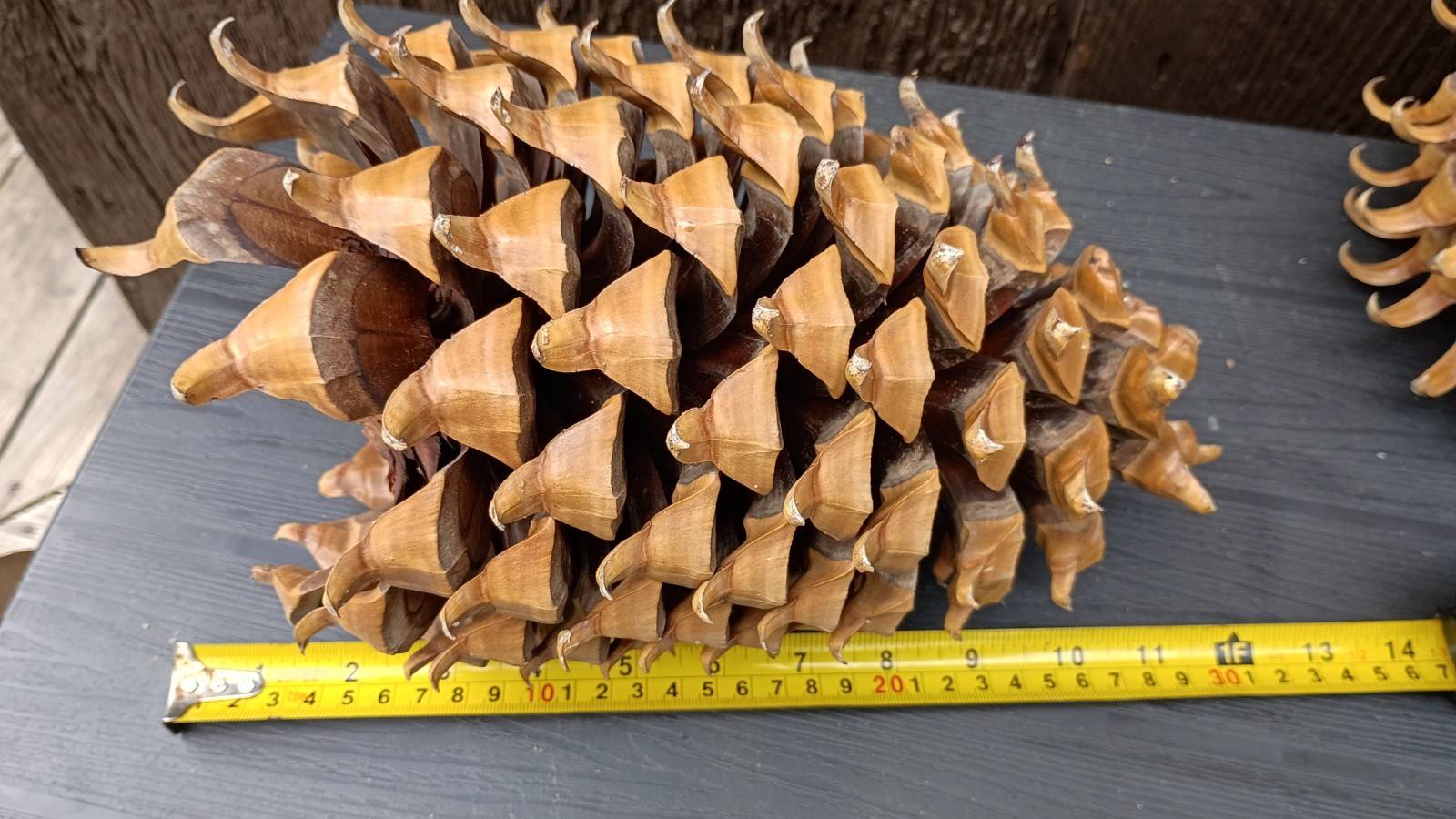 XXL 10–12” Coulter Pine Cone “Widow Maker” Giant Natural Rustic Decor California