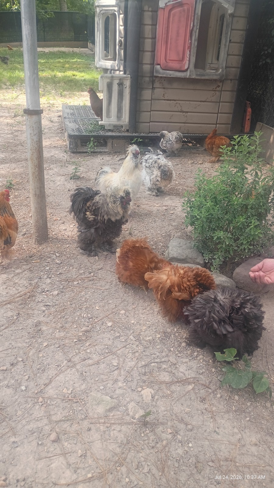 12 Fertiled Mixed Bantam Hatching Eggs . 12 Fertiled Mixed Bantam Hatching Eggs .