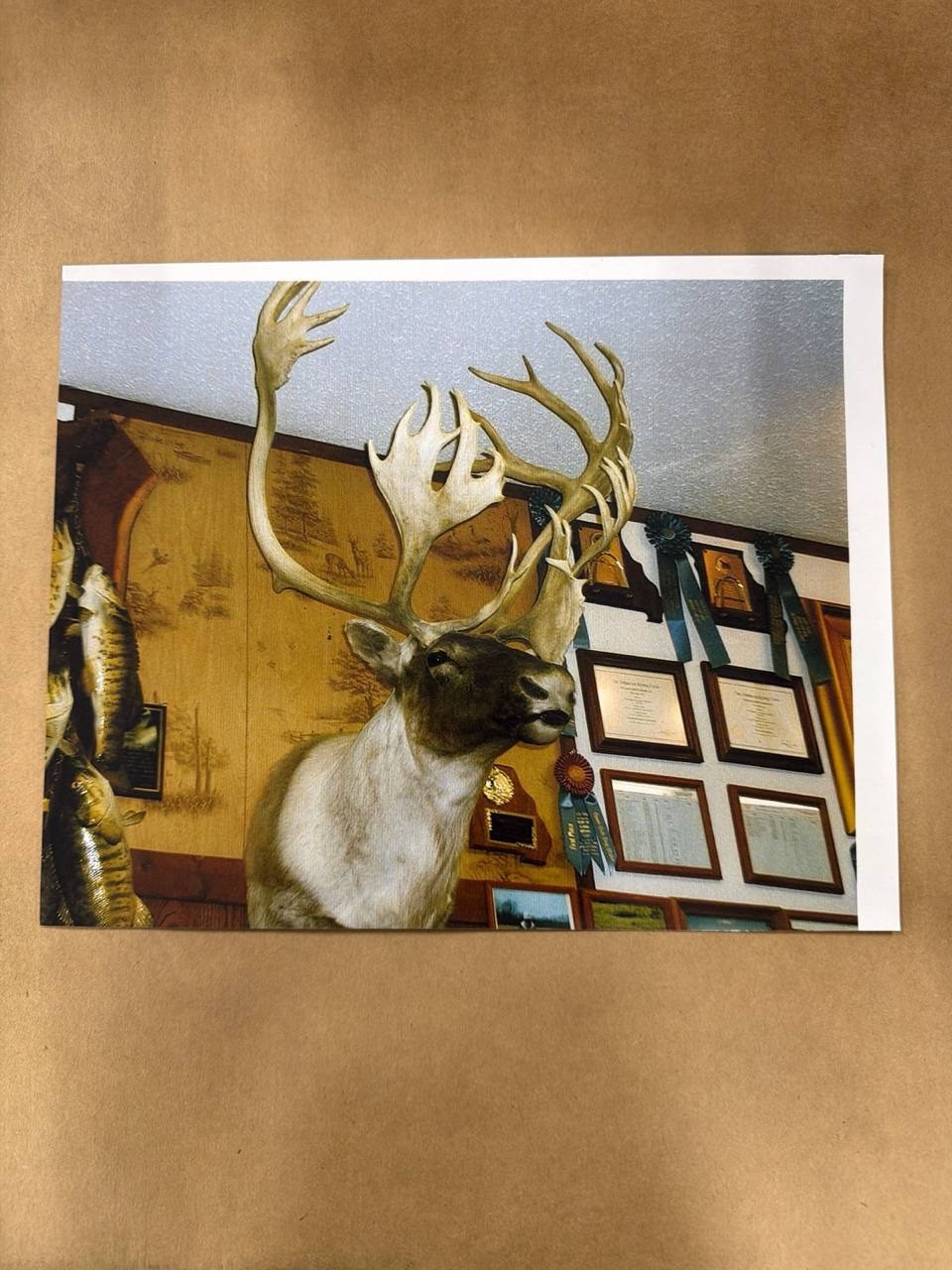 Caribou Taxidermy Mount Color Photograph Print Hunting Lodge Trophy Wall Decor Caribou Taxidermy Mount Color Photograph Print Hunting Lodge Trophy Wall Decor