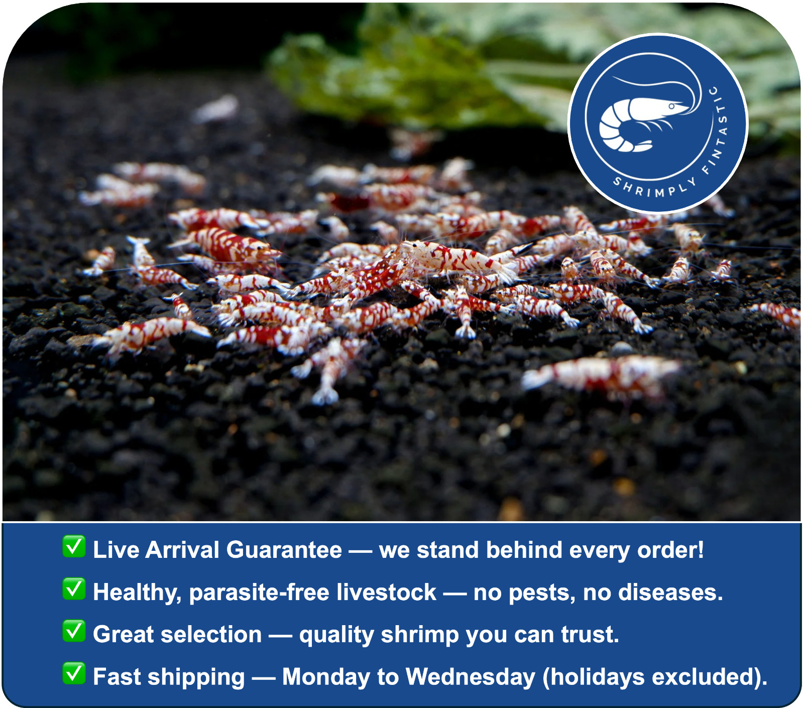 20 Red Fancy Tiger Shrimp Grade A - S | | Live Guarantee | USA Bred