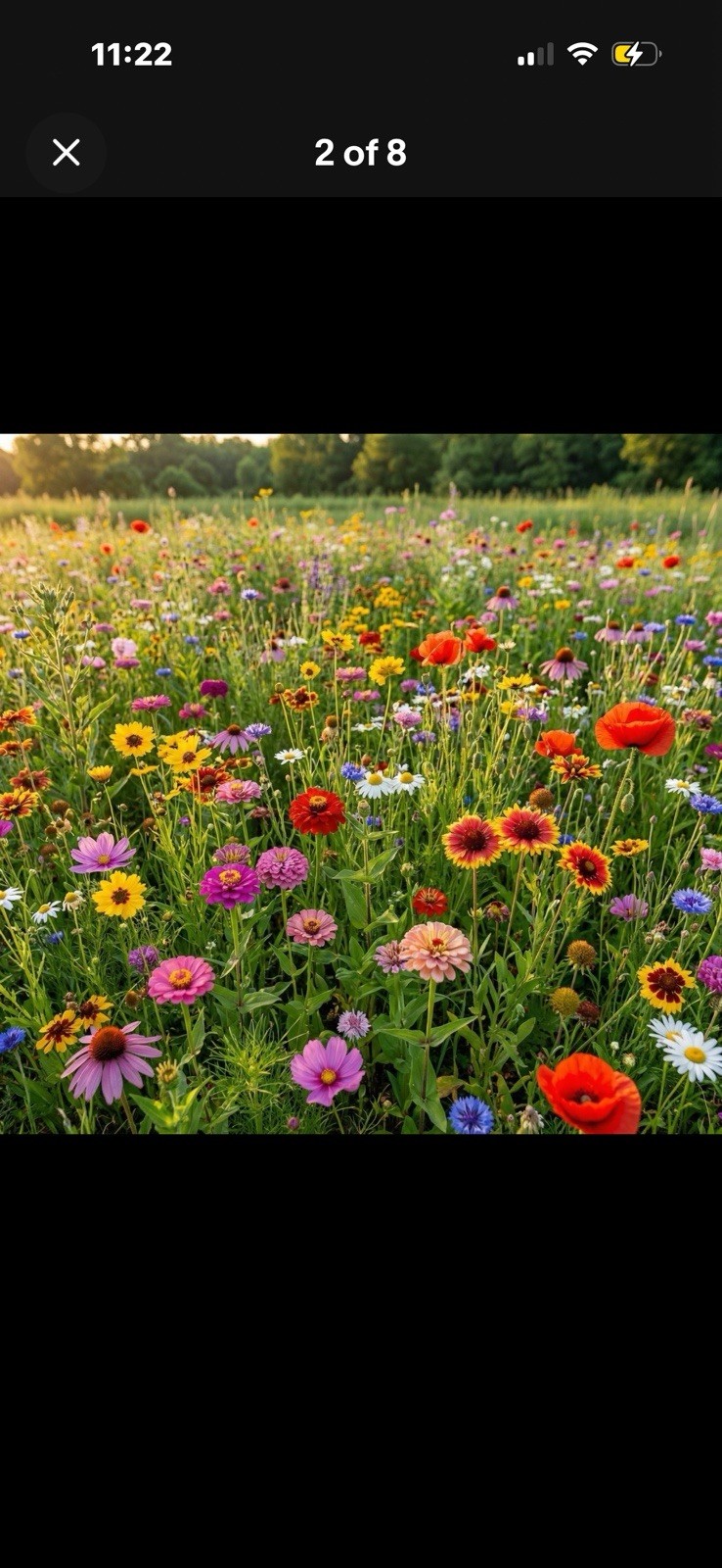 Wildflower Mix LANDSCAPER’S PACK BULK Top Sellers Non-GMO Pure Seed 10000 Seeds