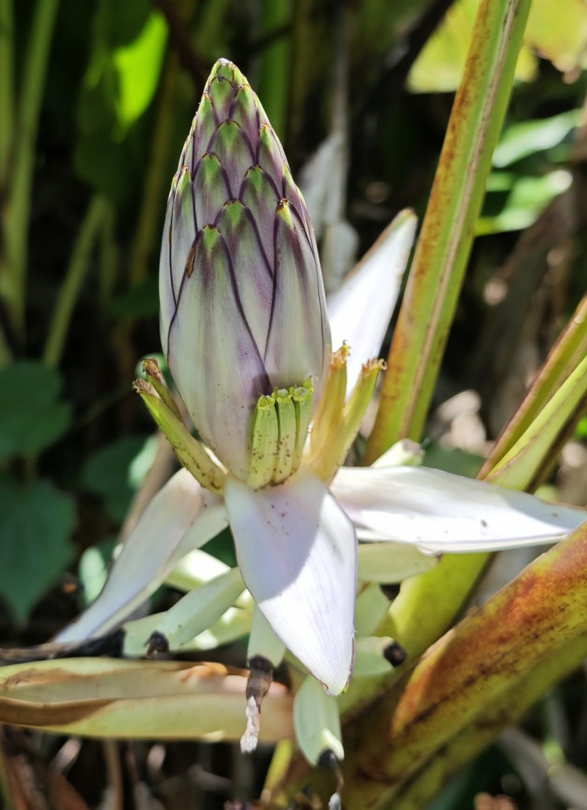 Musa gracilis \'Leyte White\' LIVE PLANT Rare Banana Species from Malaysia