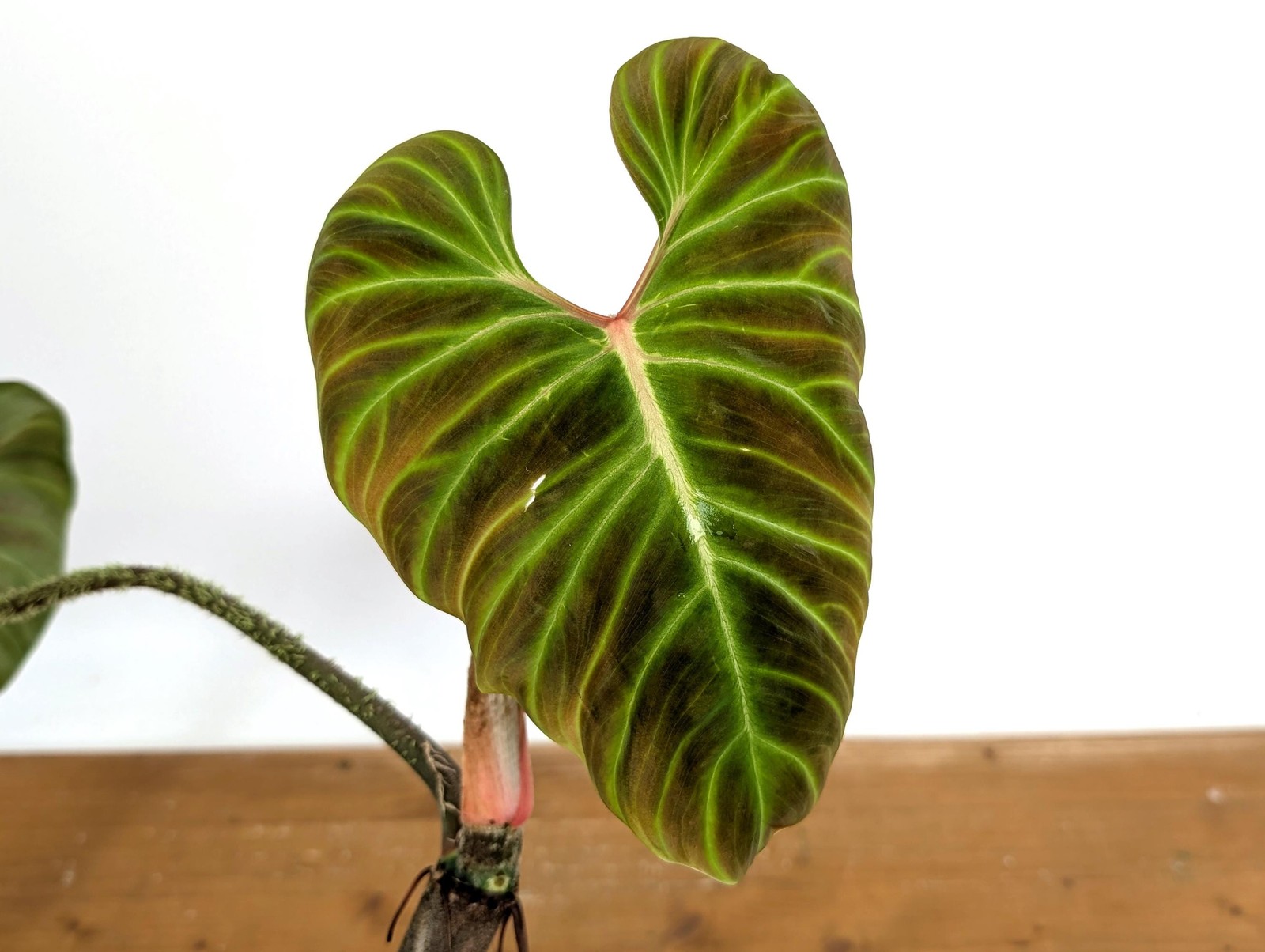 Philodendron Verrucosum \'Amazon Sunset Iricolor\' - 1+ Leaves per pot