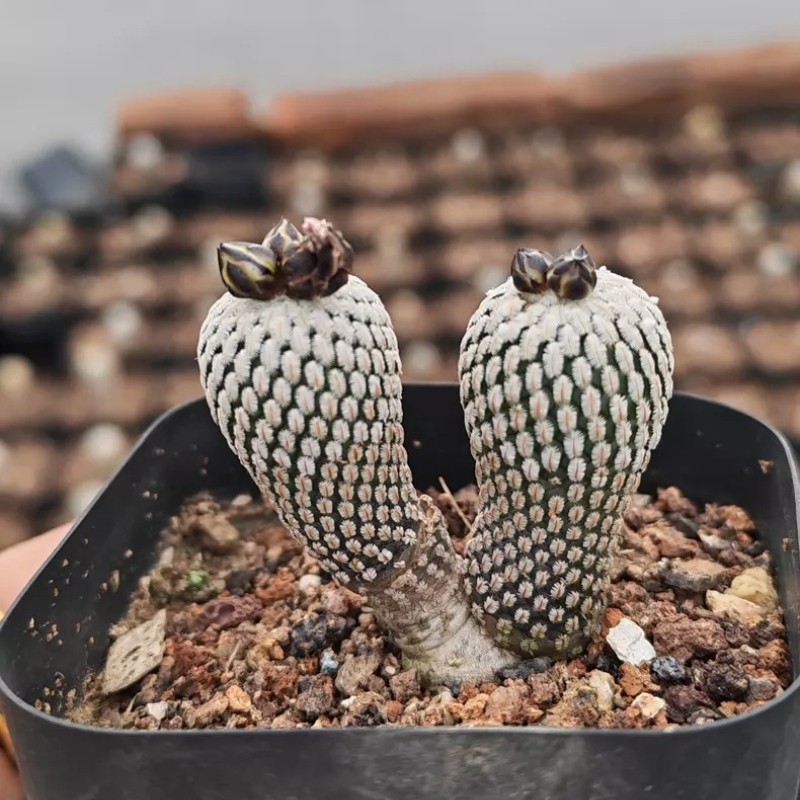 2.5-3CM Succulent Cactus Plant Turbinicarpus Pseudopectinatus(Double-Heads)Plant 2.5-3CM Succulent Cactus Plant Turbinicarpus Pseudopectinatus(Double-Heads)Plant