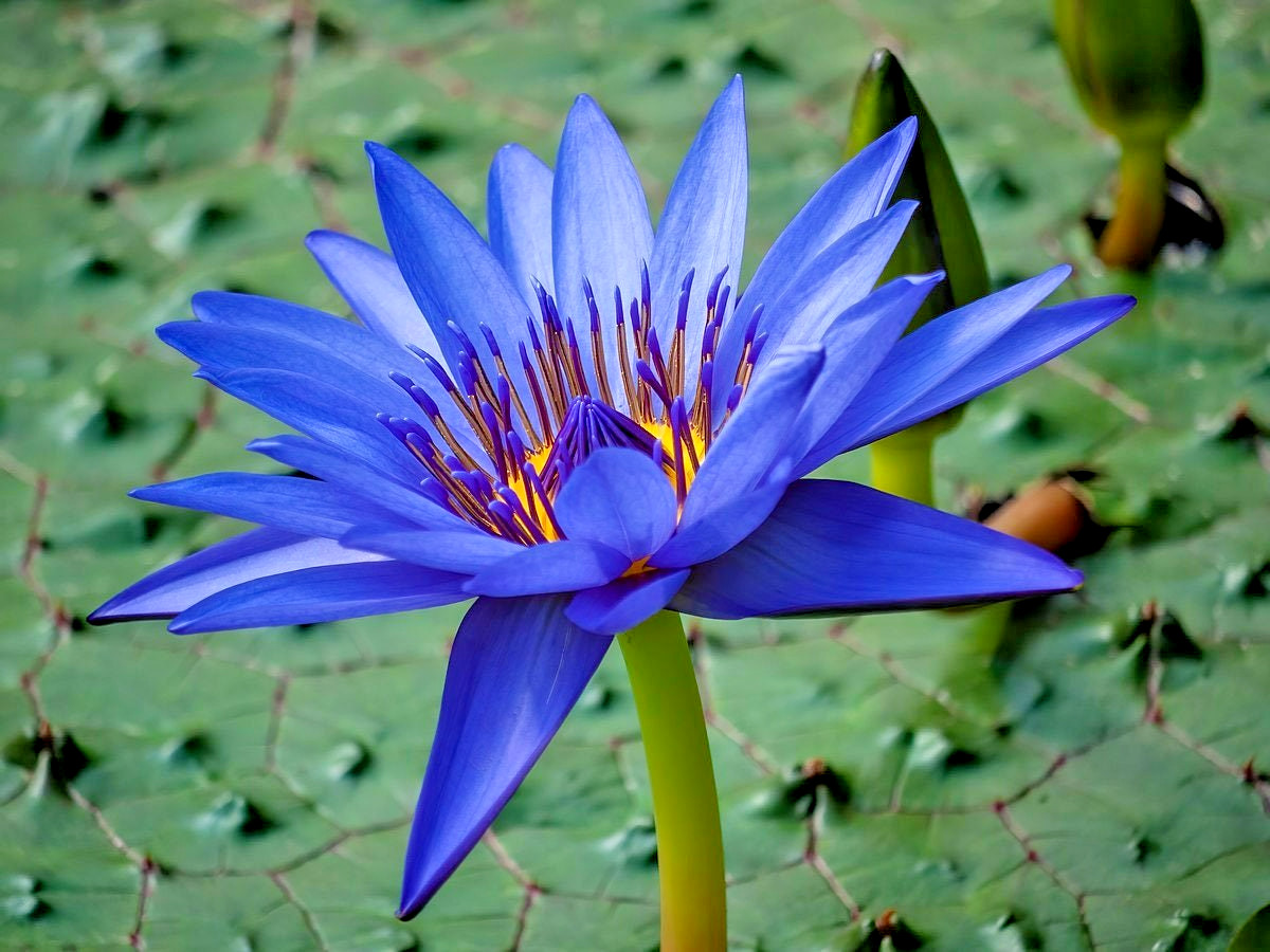 10 EGYPTIAN BLUE WATER LILY SEEDS -  Nymphaea Caerulea