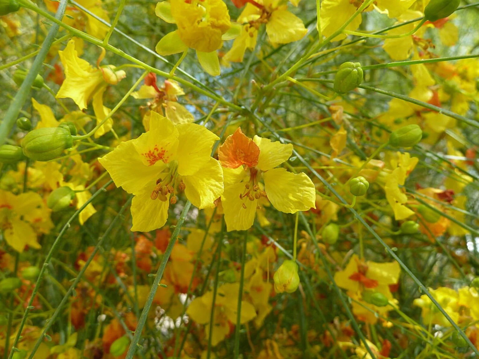 Parkinsonia aculeata, Mexican Palo Verde, Jerusalem Thorn -  20 Se eds