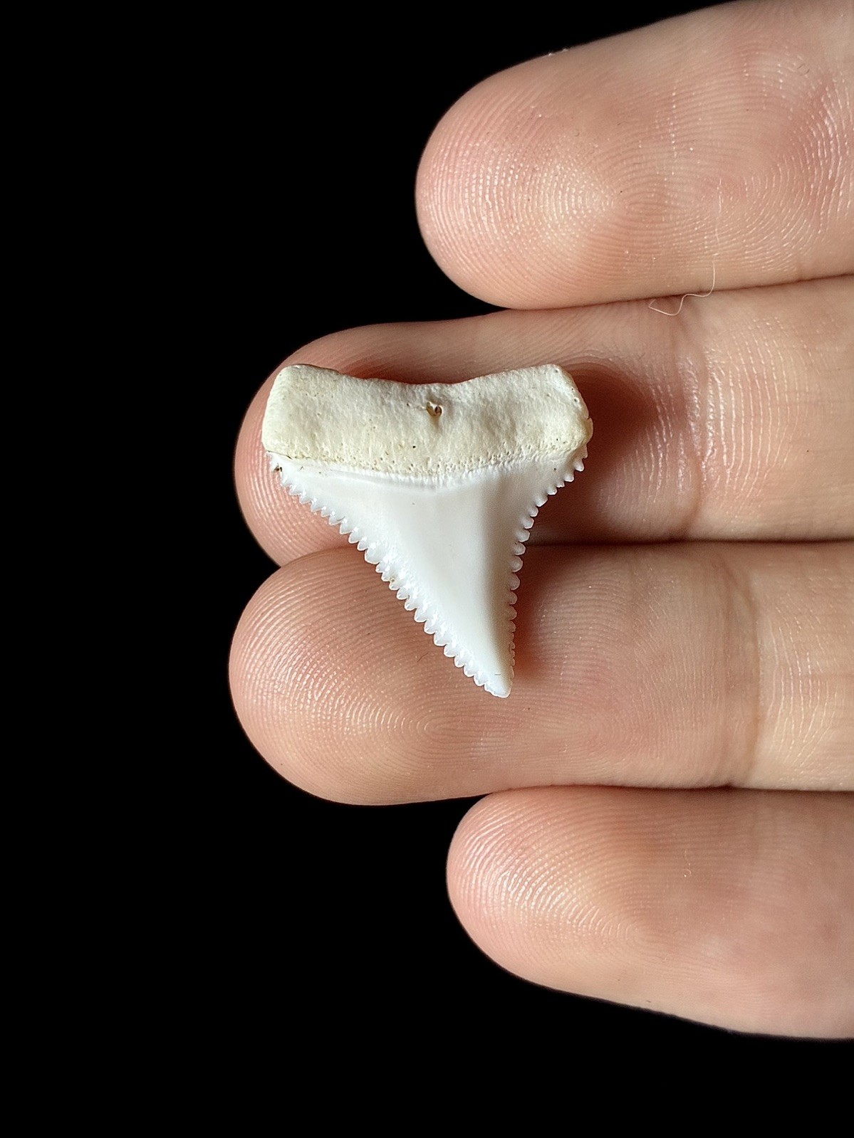 15/16”+ (0.91”) FLAWLESS Modern Great White Shark tooth, Upper jaw lateral