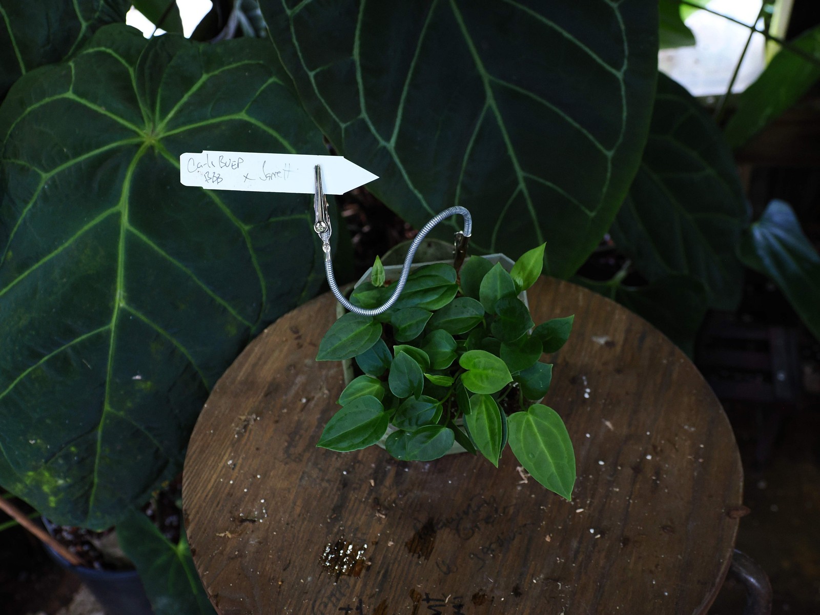 Anthurium [(carlablackiae x antolakii) x \