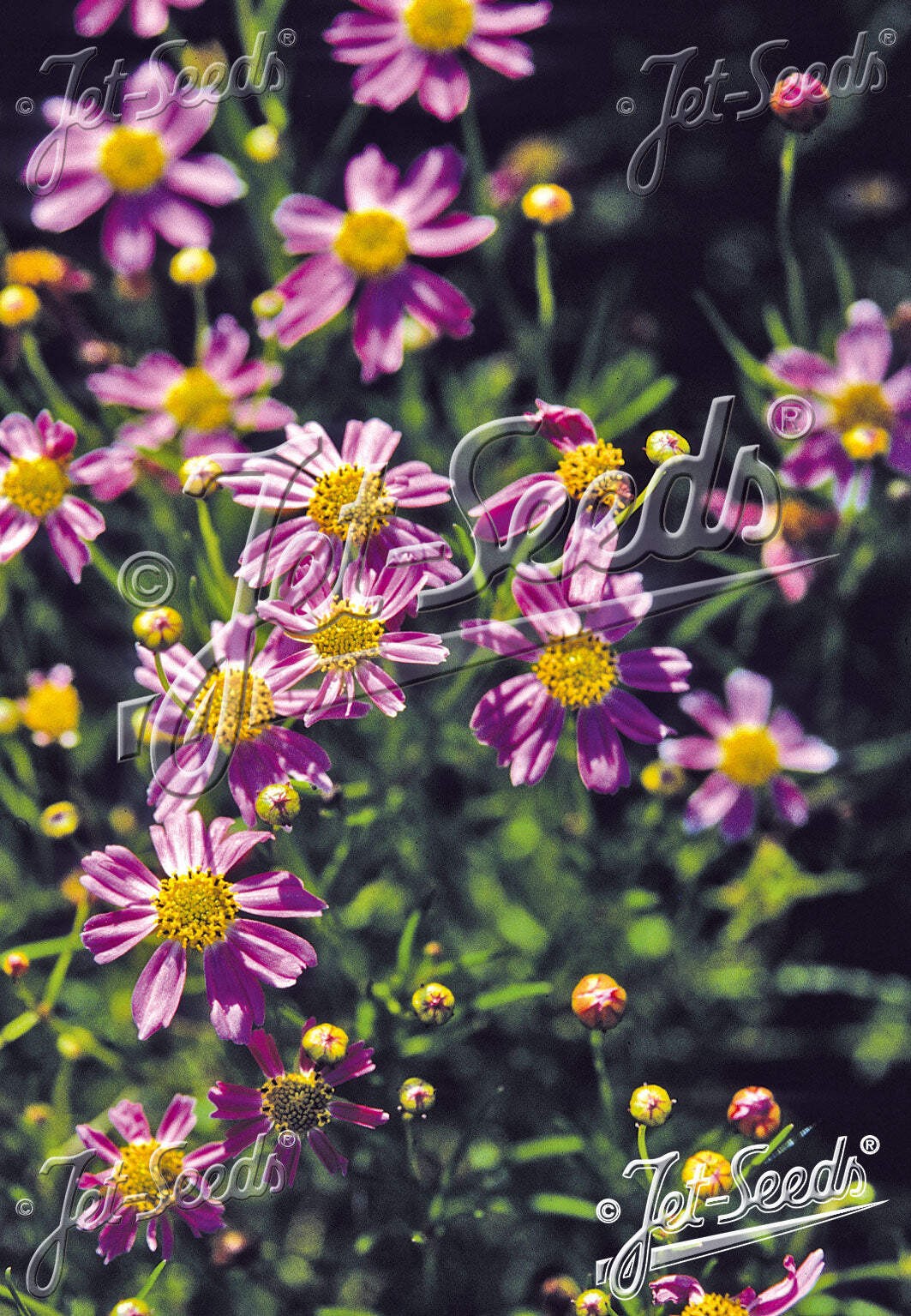 Coreopsis \'American Dream\' plant 3.25\