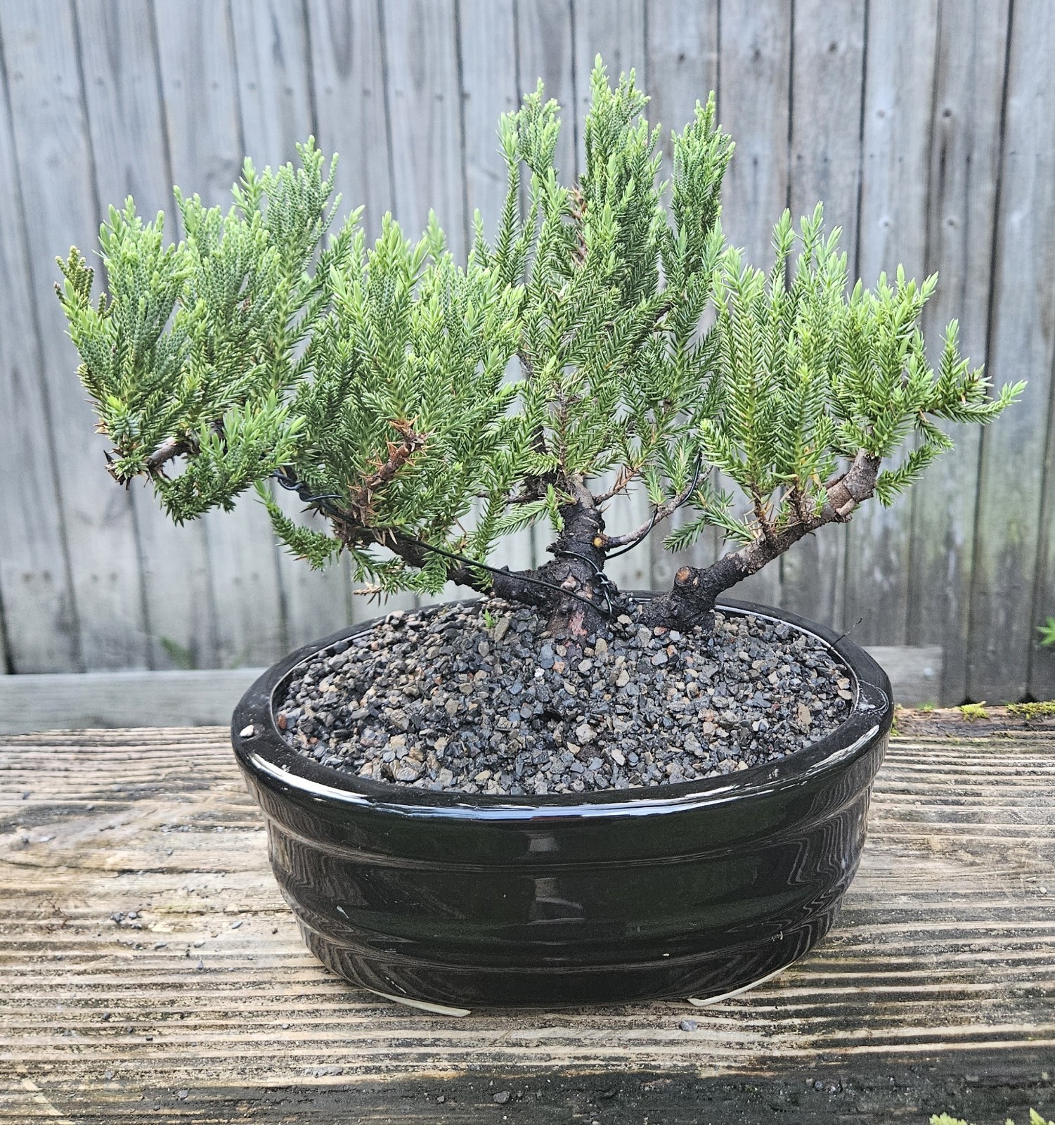 Juniper Bonsai In 8 Inch Ceramic Pot. 9 Year Old Beauty. Juniper Bonsai In 8 Inch Ceramic Pot. 9 Year Old Beauty.