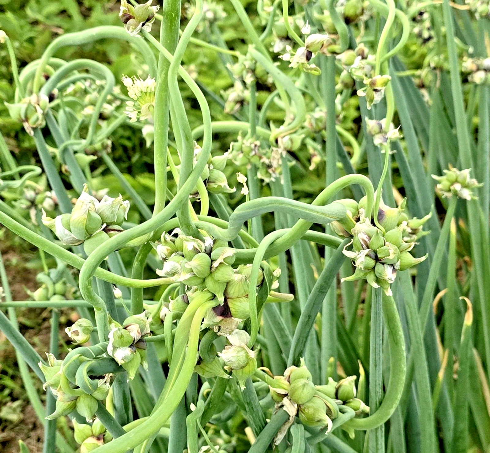 10Onion seeds Top Sets Egyptian Walking Onions Multiplier Tree Onion Perennial