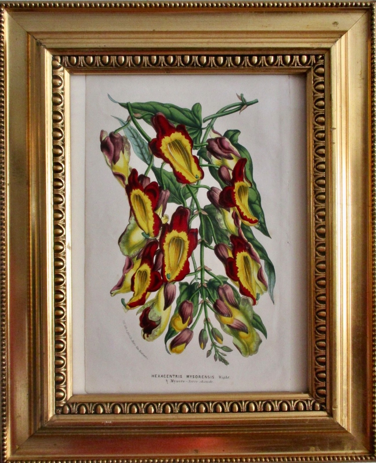 Antique French Hand-Colored LIthograph by Van Houtte - Framed Under Glass Antique French Hand-Colored LIthograph by Van Houtte - Framed Under Glass