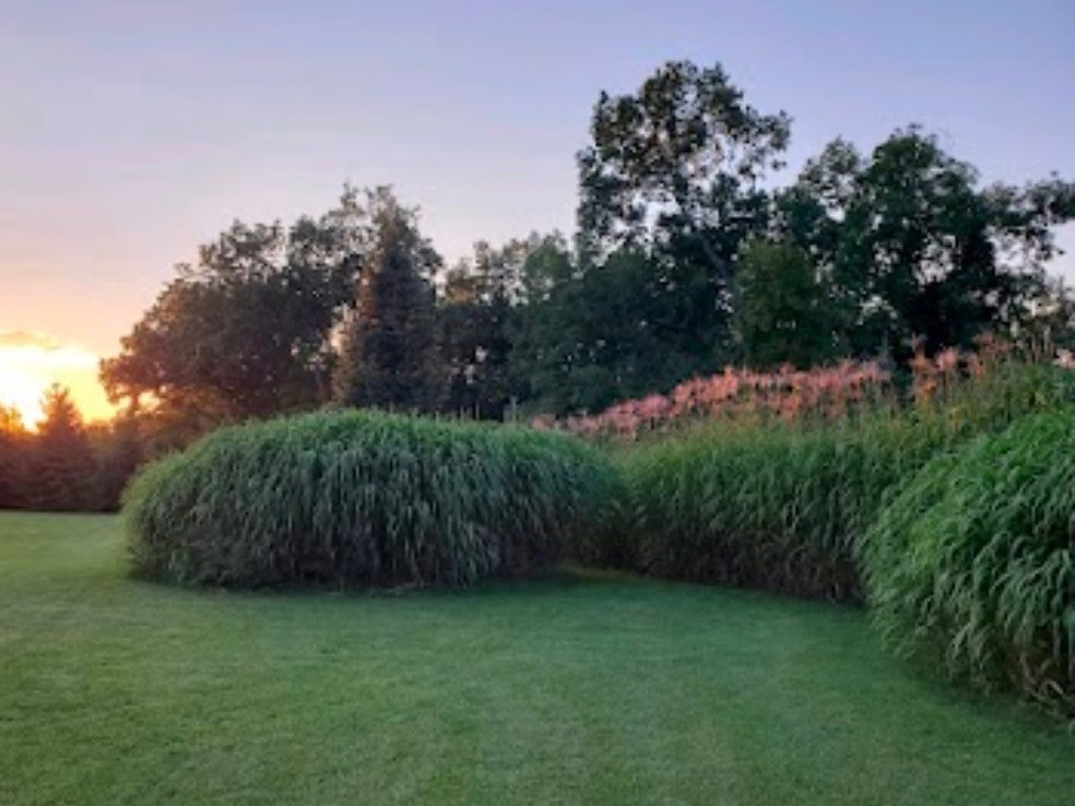 PRE-ORDER NOW  Giant Miscanthus (Miscanthus x giganteus) — Rhizomes (100 Count)