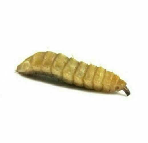 Black Soldier Fly Larvae - Live Soldier Worms 