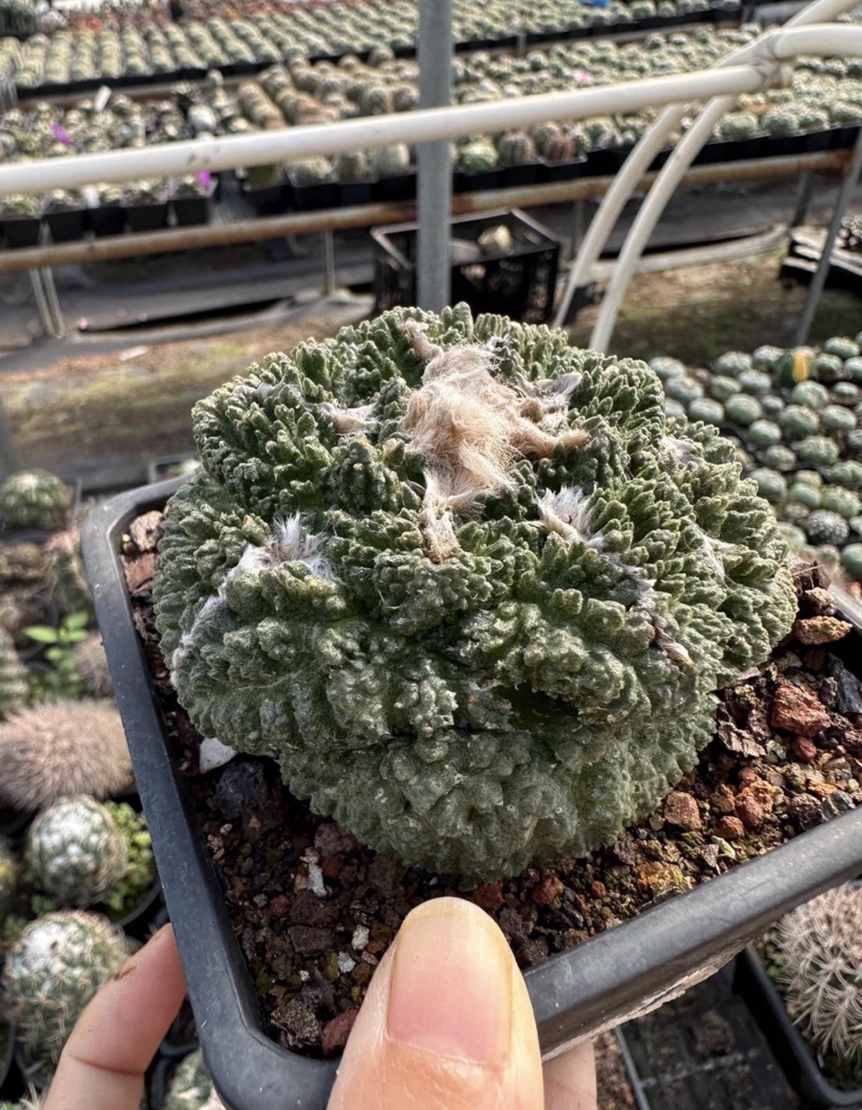 1pc Pot 10.5cm Ariocarpus Own-root Godzilla Ball 1pc Pot 10.5cm Ariocarpus Own-root Godzilla Ball