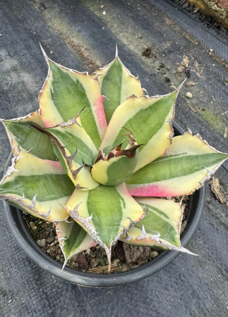 Agave titanota \'Snaggle Tooth\'varieagted Mutant agave 9-10CM