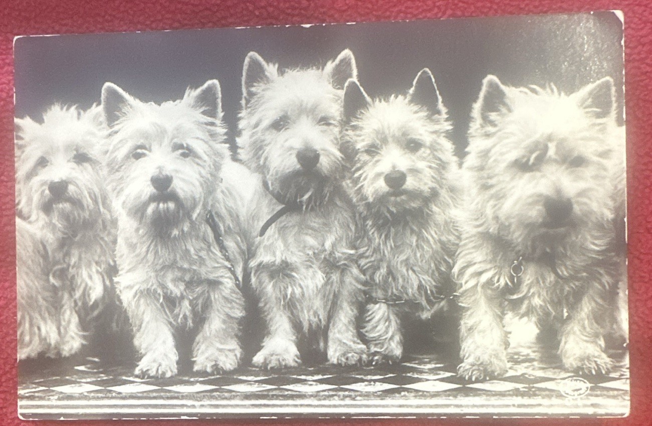VTG Weston West Highland Terrier Postcard Unposted Westie Dog VTG Weston West Highland Terrier Postcard Unposted Westie Dog