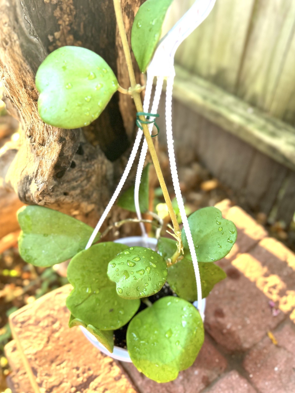 Hoya Kerrii long Full In 6” Pot