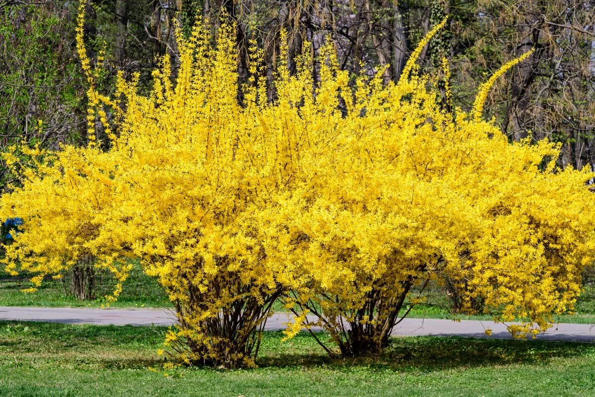 Weeping Forsythia Bush Seeds for Planting (50 Seeds) - Forsythia suspensa Weeping Forsythia Bush Seeds for Planting (50 Seeds) - Forsythia suspensa