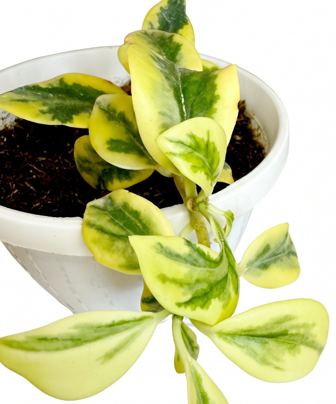 Hoya Emerald Frost (Para Queen) 18 Leaves Actively Growing Rare Collector Hoya