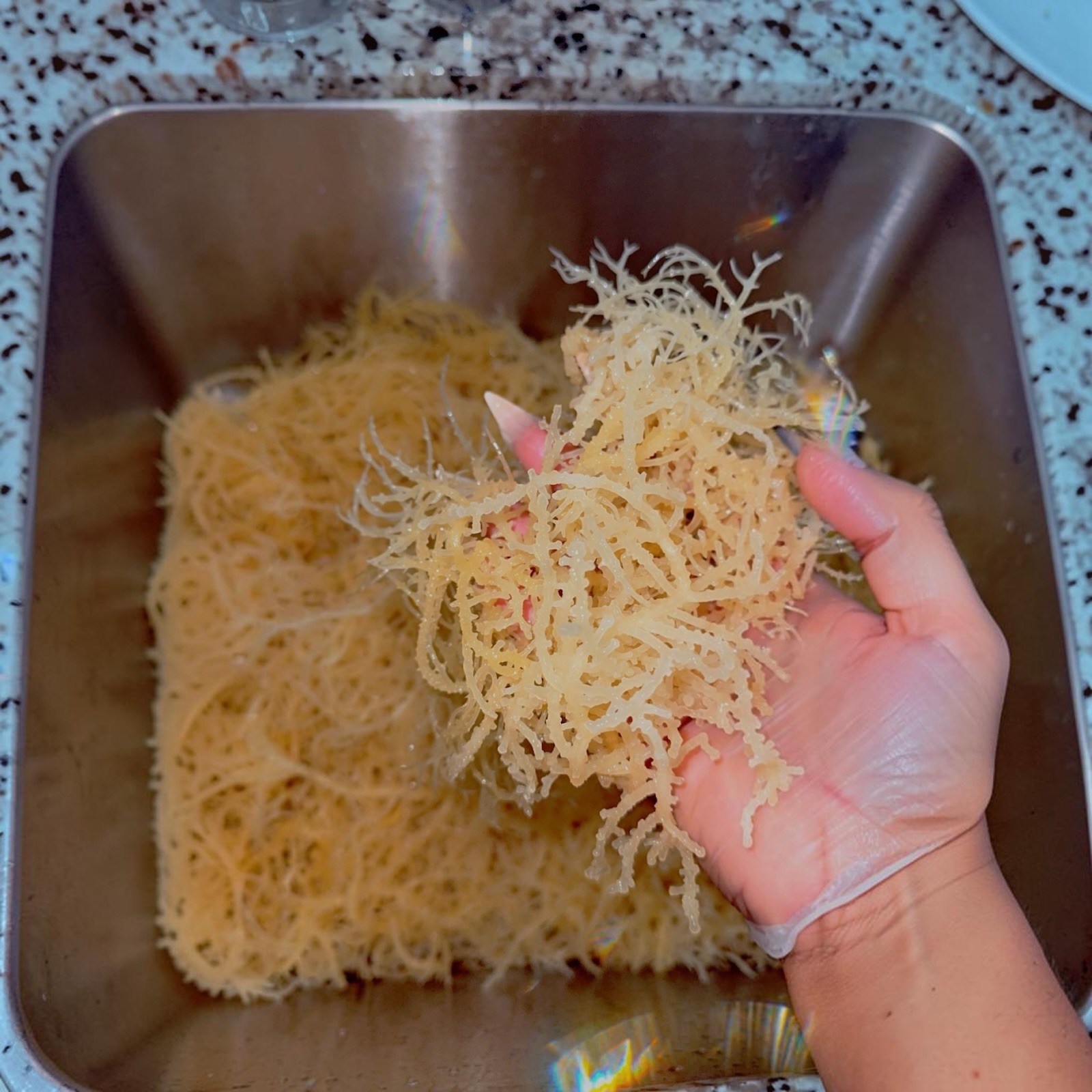 Rastarafi Sea Moss 6Lb (Bulk) Irish Moss | Raw Wildcrafted Seamoss Superfood Rastarafi Sea Moss 6Lb (Bulk) Irish Moss | Raw Wildcrafted Seamoss Superfood