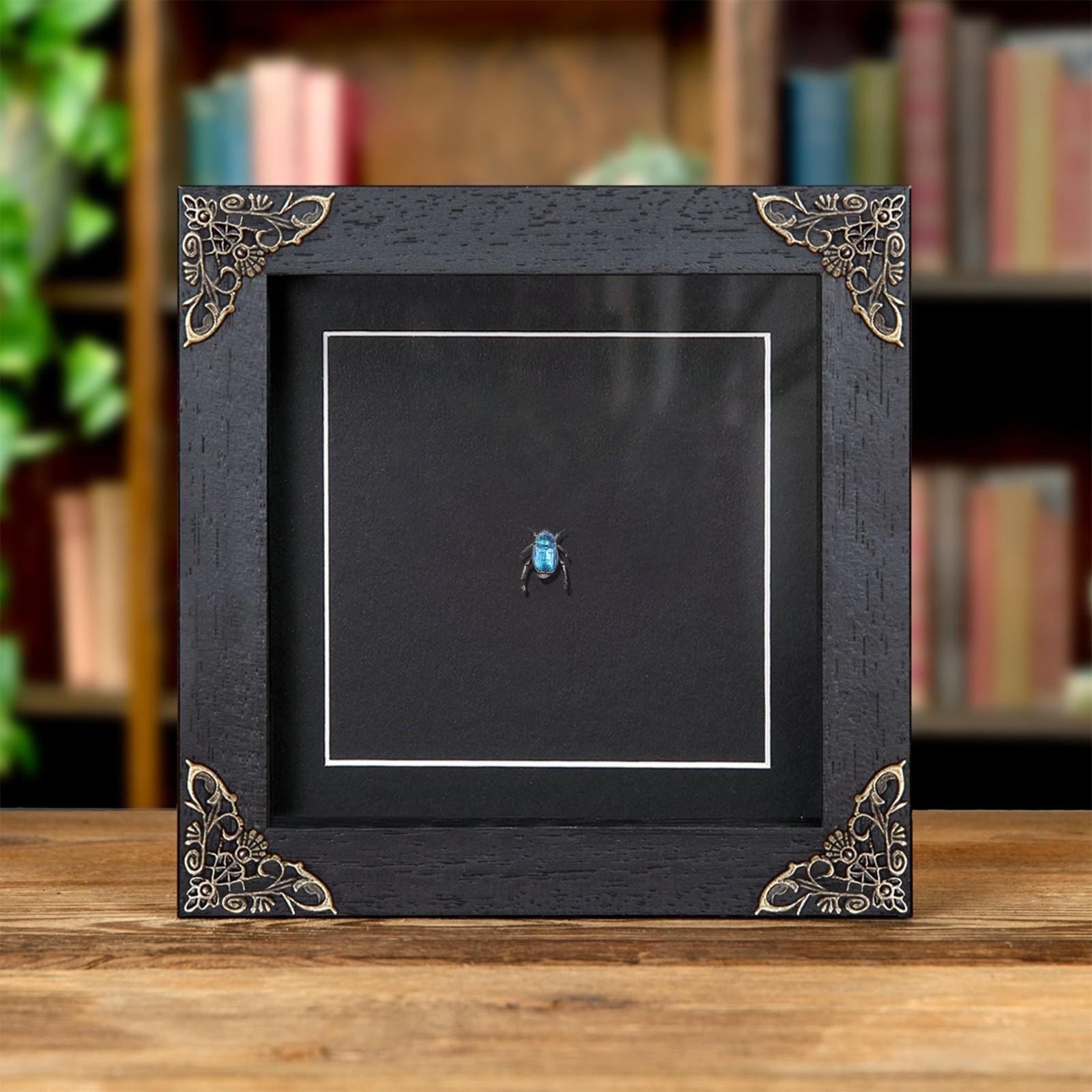 Blue-violet Chafer Beetle In Baroque Style Frame (Hoplia coerulea)