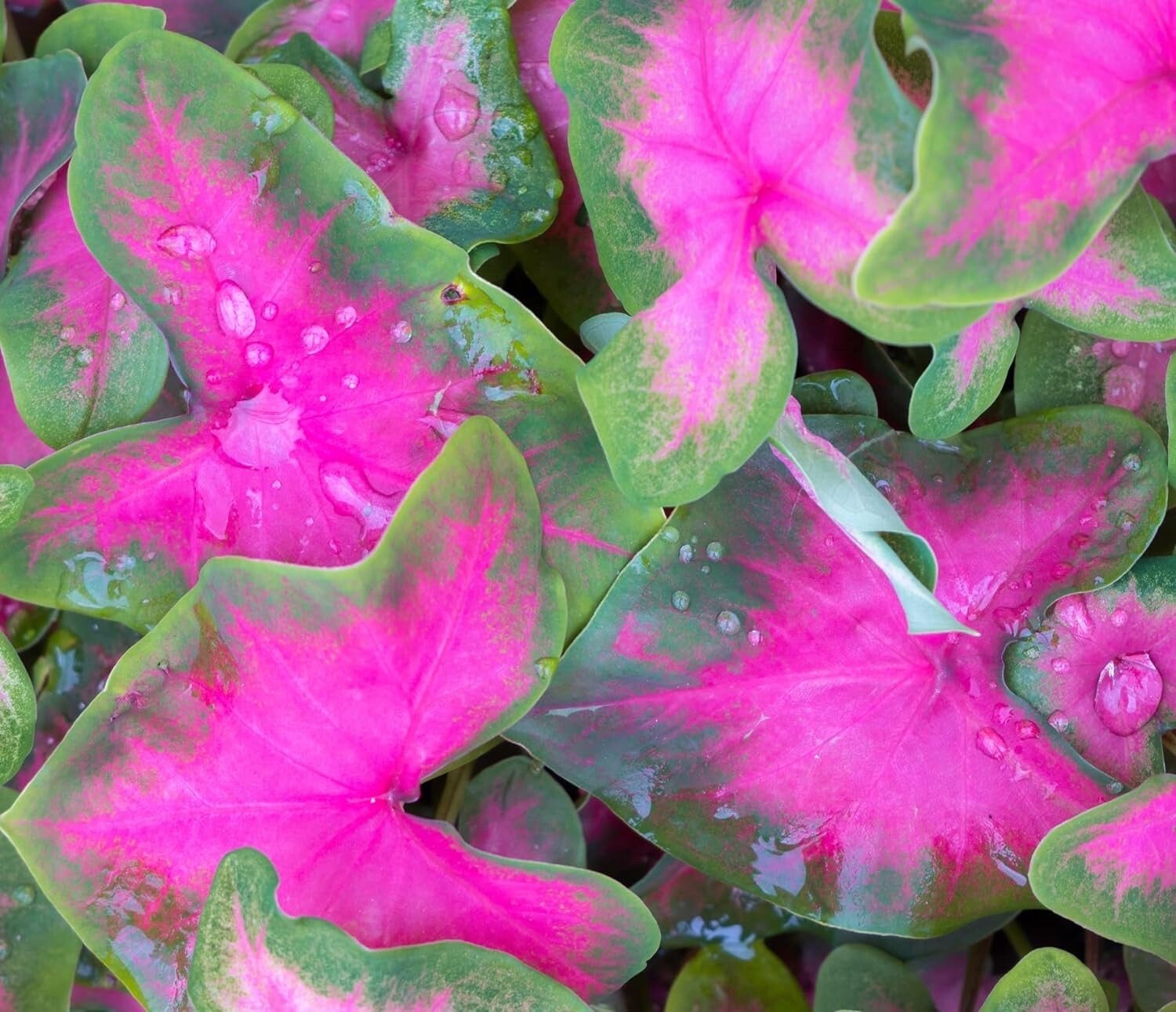 6 Pinky Promise Caladium Bulbs for Planting - Perennial Hosta, Elephant Ears 6 Pinky Promise Caladium Bulbs for Planting - Perennial Hosta, Elephant Ears