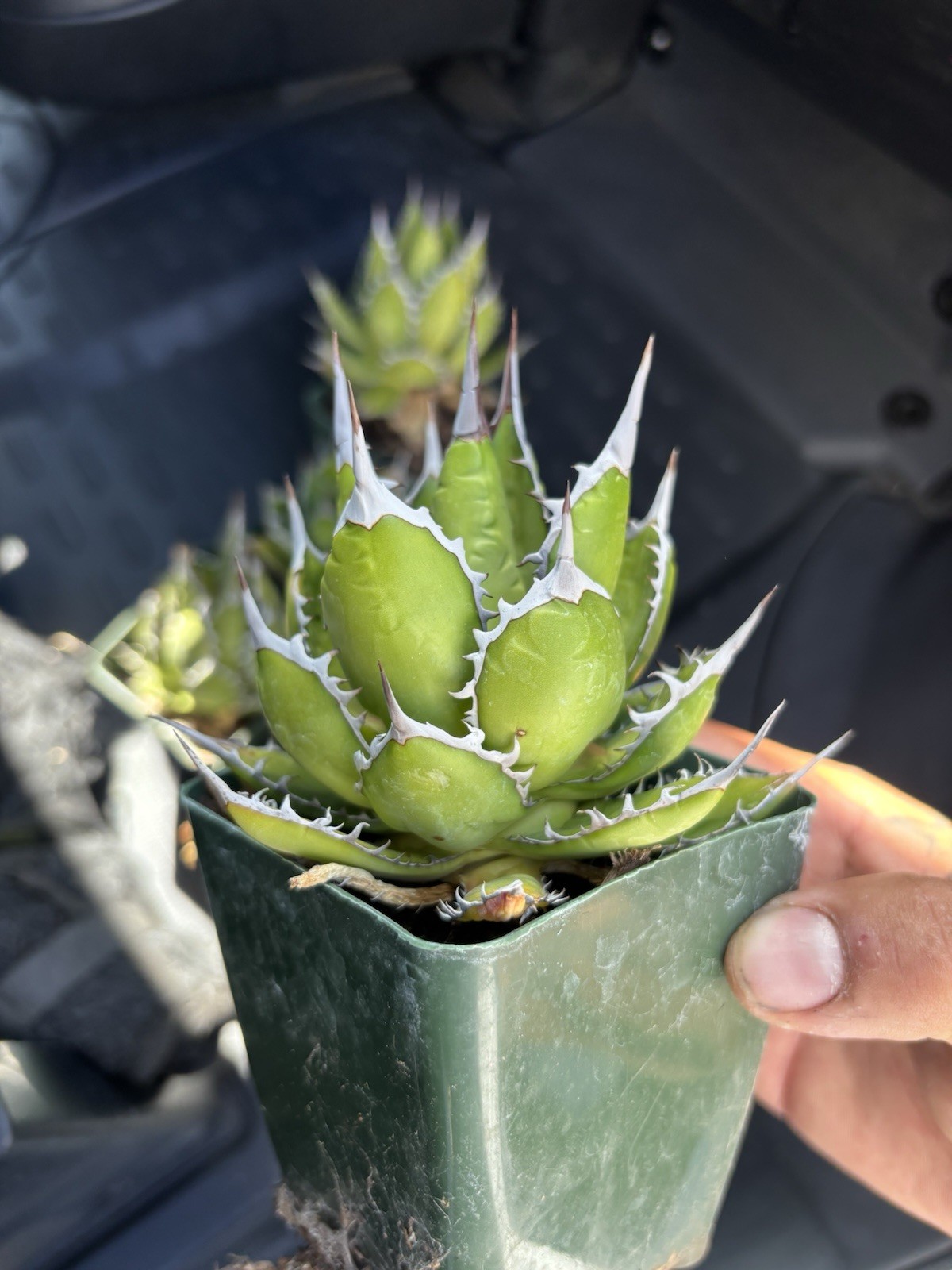Agave Horrida Hard Grown Agave Horrida Hard Grown
