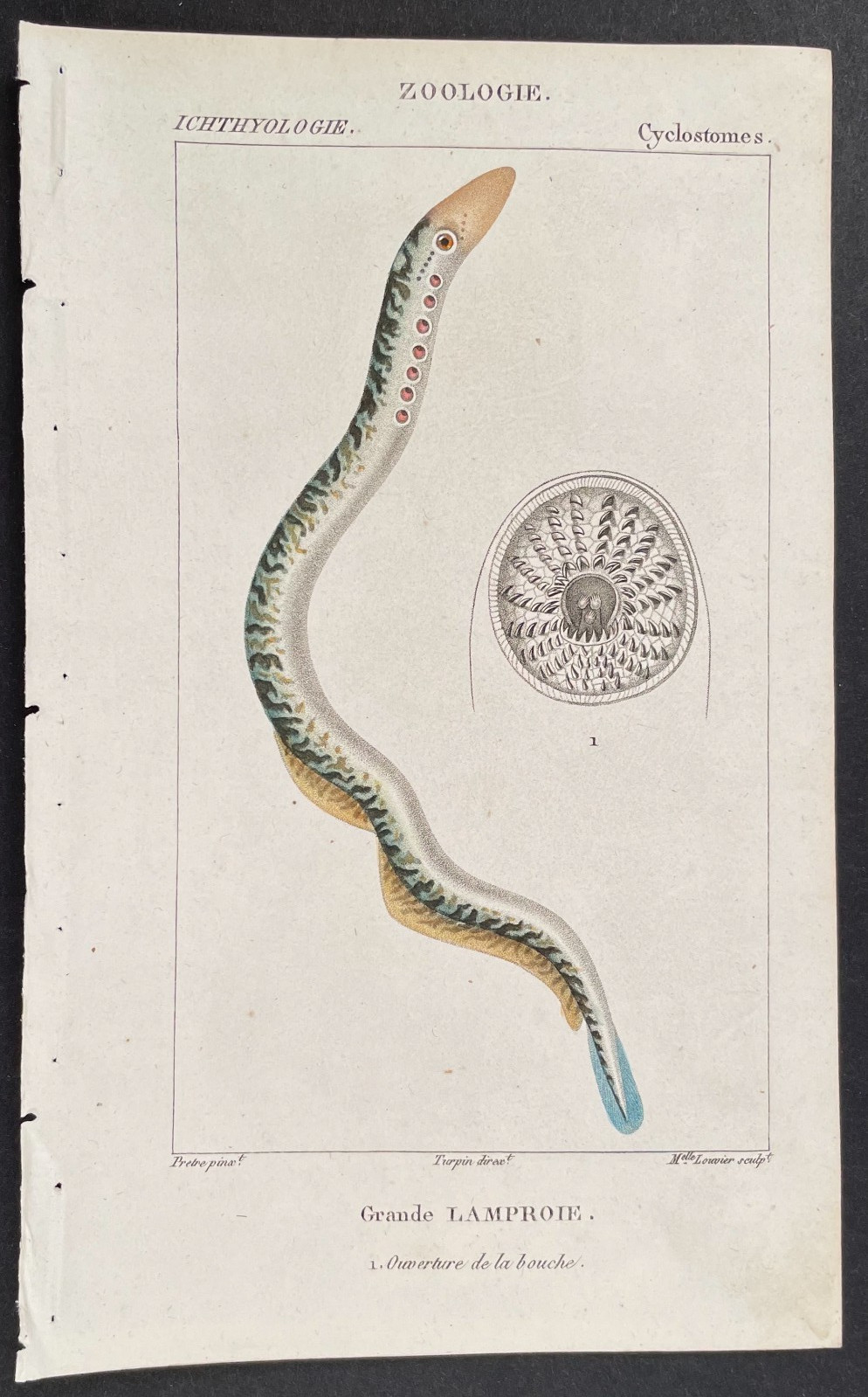 Turpin 1816 Antique hand-colored print: Sea lamprey, sea life, fish