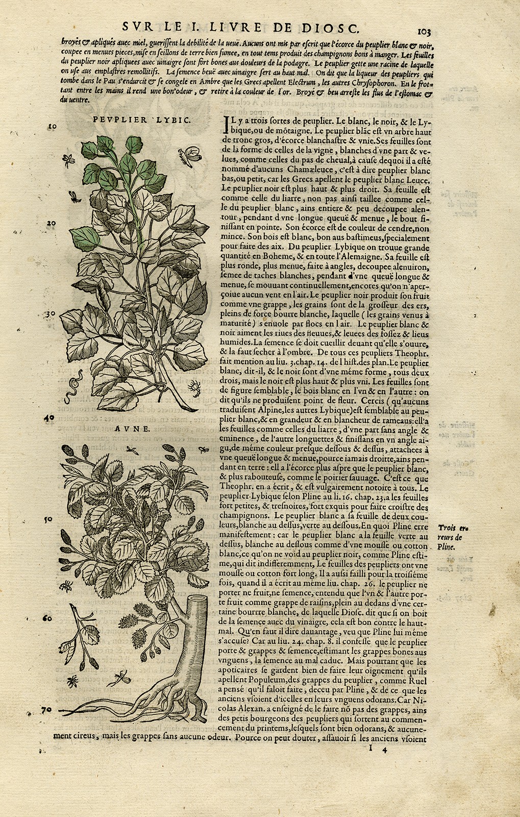 Antique Print-Botany-Poplar-Alder-Birch-Mattioli-p. 103-Anonymous-1572