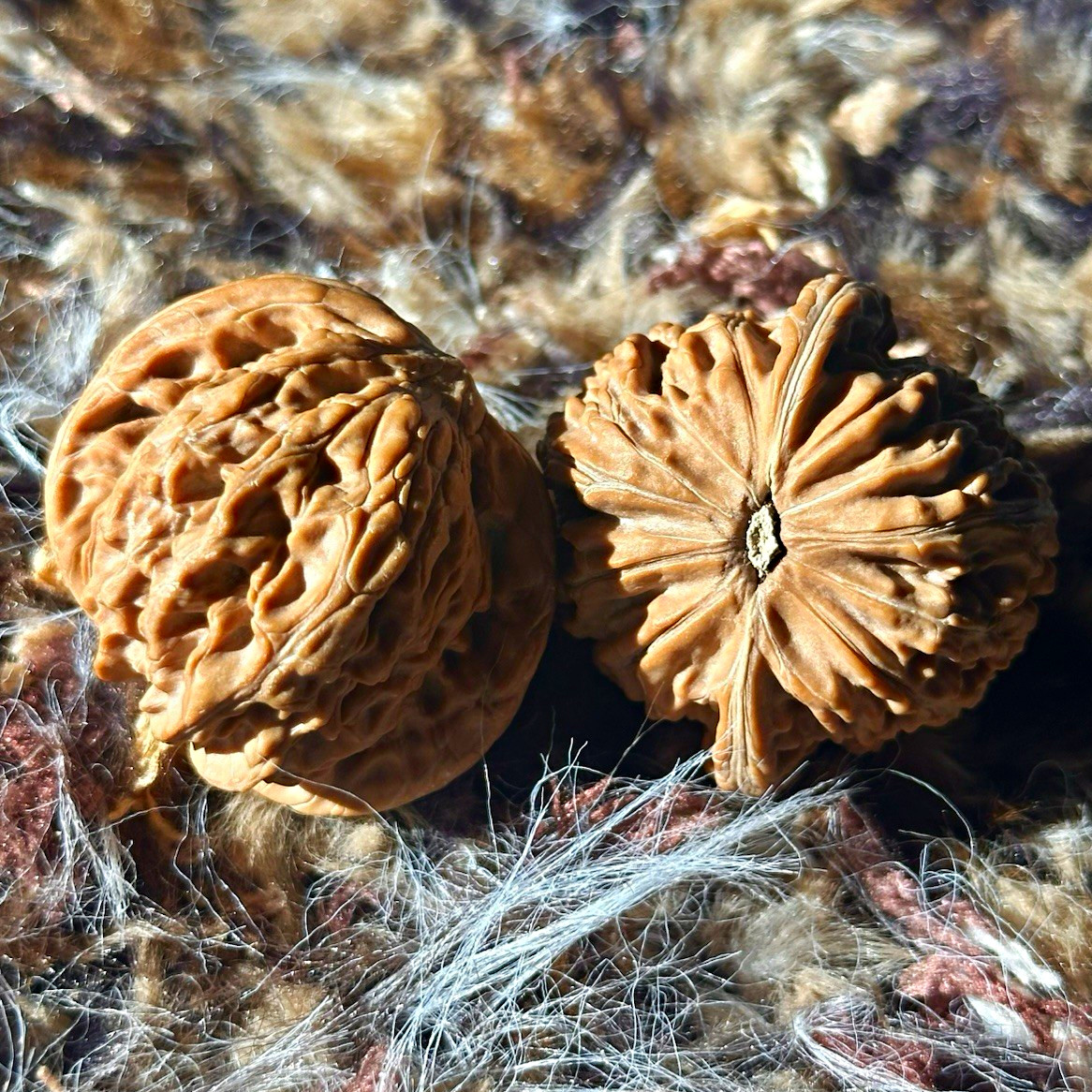 Vintage natural Chinese “Millstone” Wenwan Walnut Pair,lot of 2