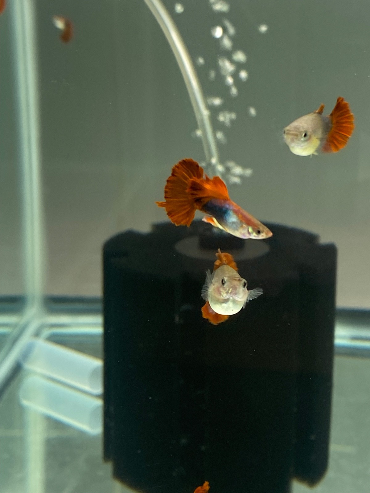 High quality USA SELLER Trio of HB Red Rose guppies High quality USA SELLER Trio of HB Red Rose guppies