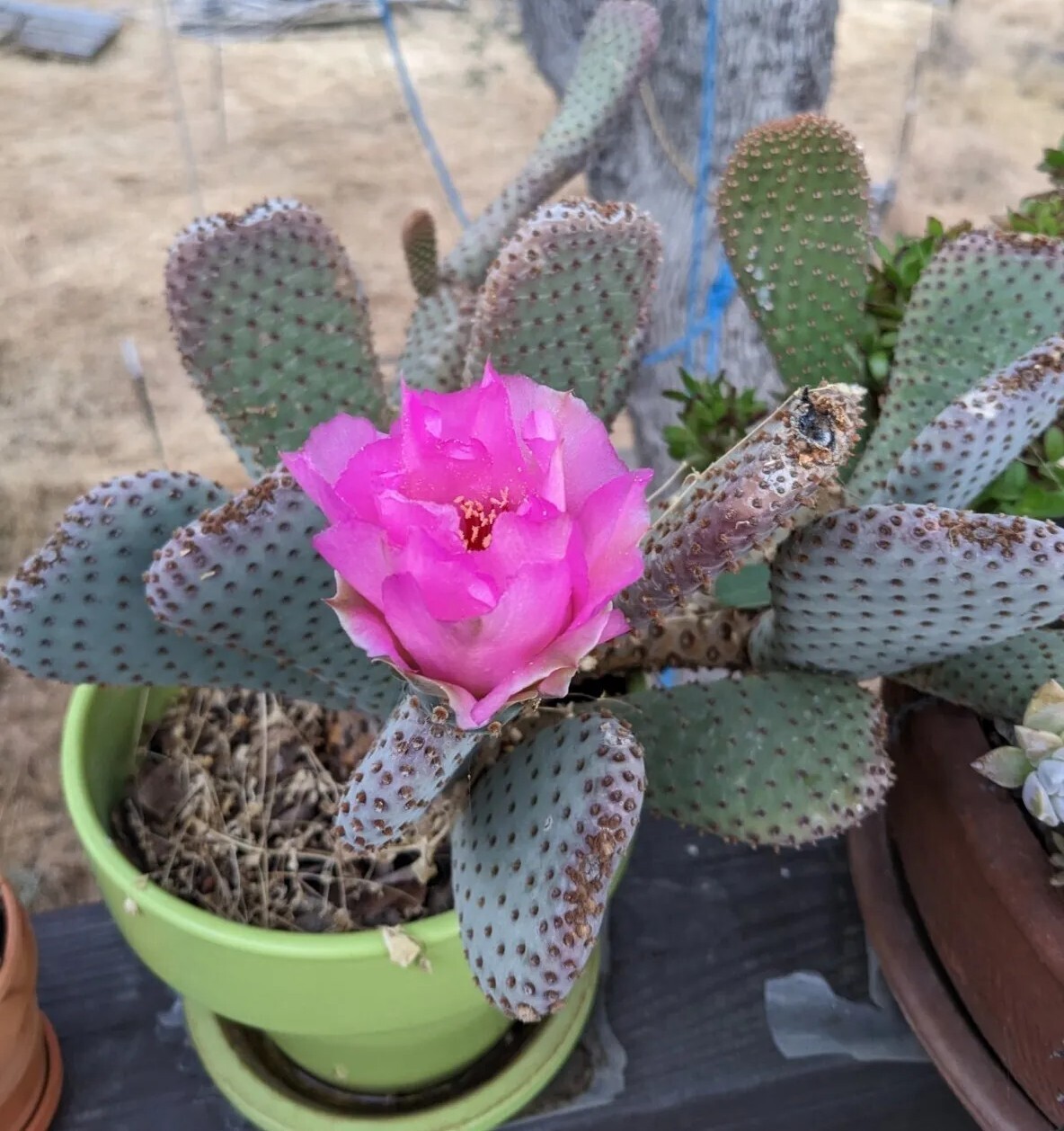 Beavertail Cactus (Opuntia Basilaris) Fresh Cutting 4-6 inches Beavertail Cactus (Opuntia Basilaris) Fresh Cutting 4-6 inches