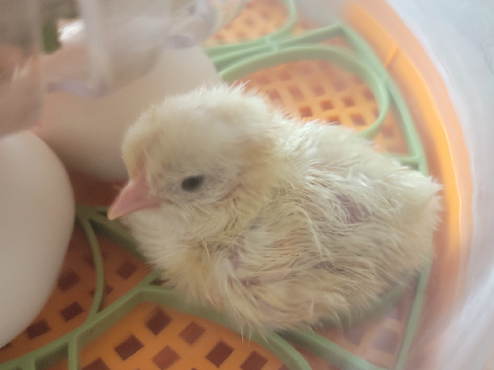 12 Fertile American Bresse Fresh Hatching Eggs, Free Range, All Natural 12 Fertile American Bresse Fresh Hatching Eggs, Free Range, All Natural