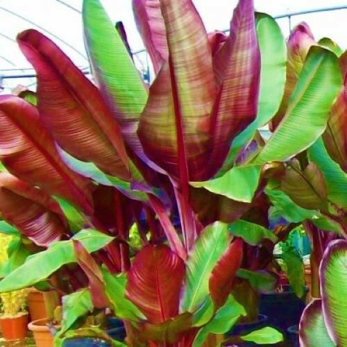 **RED ABYSSINIAN**Ensete Maurelii**AKA False Red Tropical Musa Banana Tree**USA*