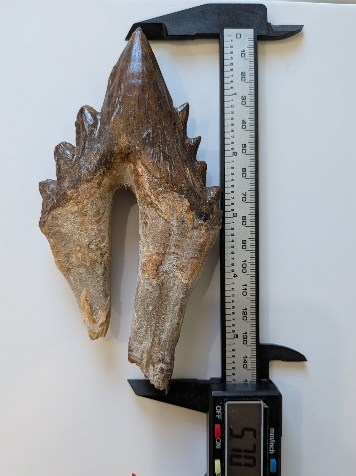 Monster Basilosaurus tooth, 5.7 Monster Basilosaurus tooth, 5.7