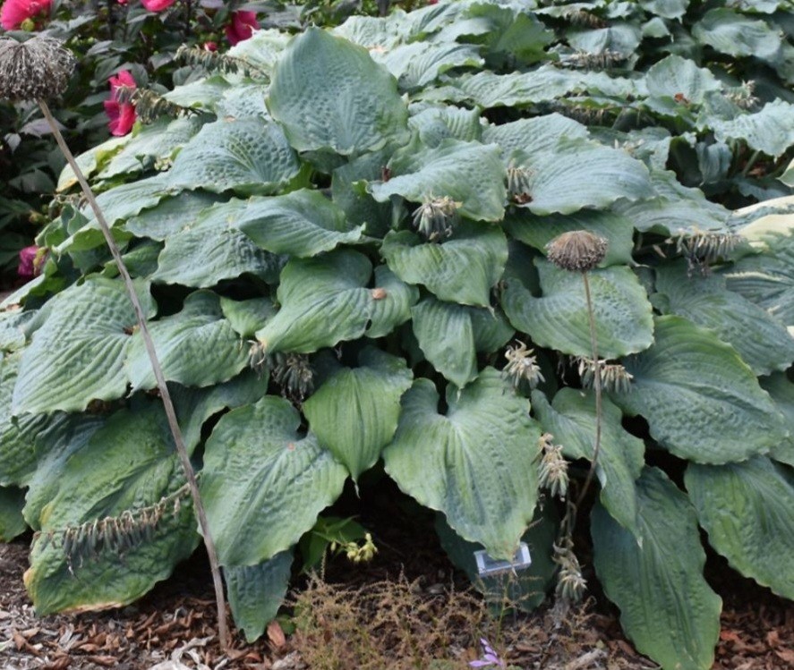 Shadowland Diamond Lake Hosta