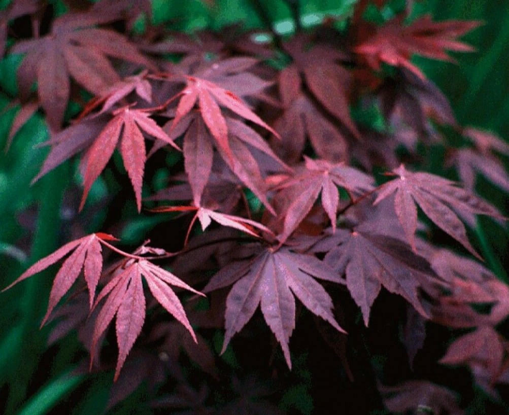 Bloodgood Japanese Maple Tree - 24-36\