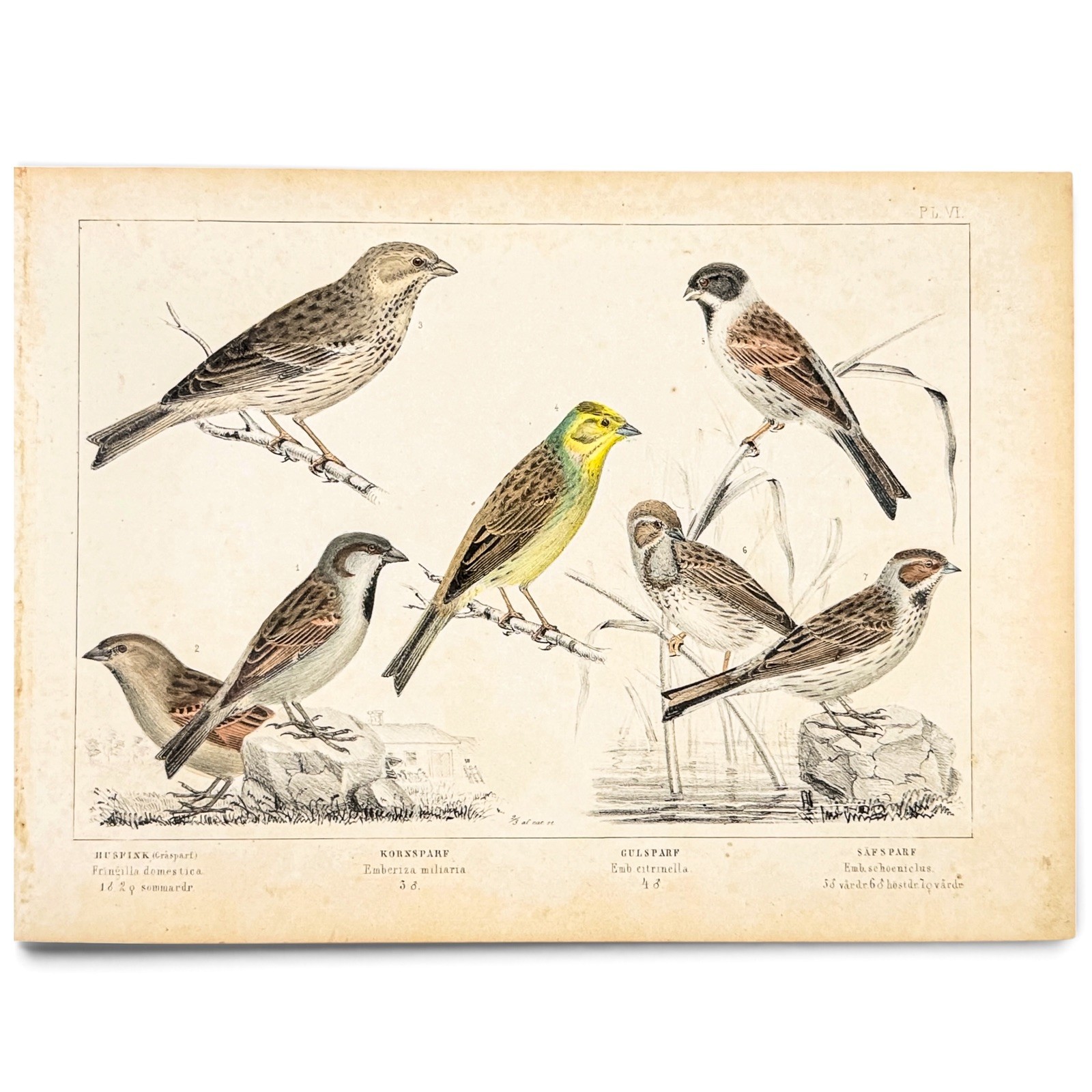 Antique Swedish Bird Print, 1856 | Åkerlund Yellowhammer & Sparrows Lithograph