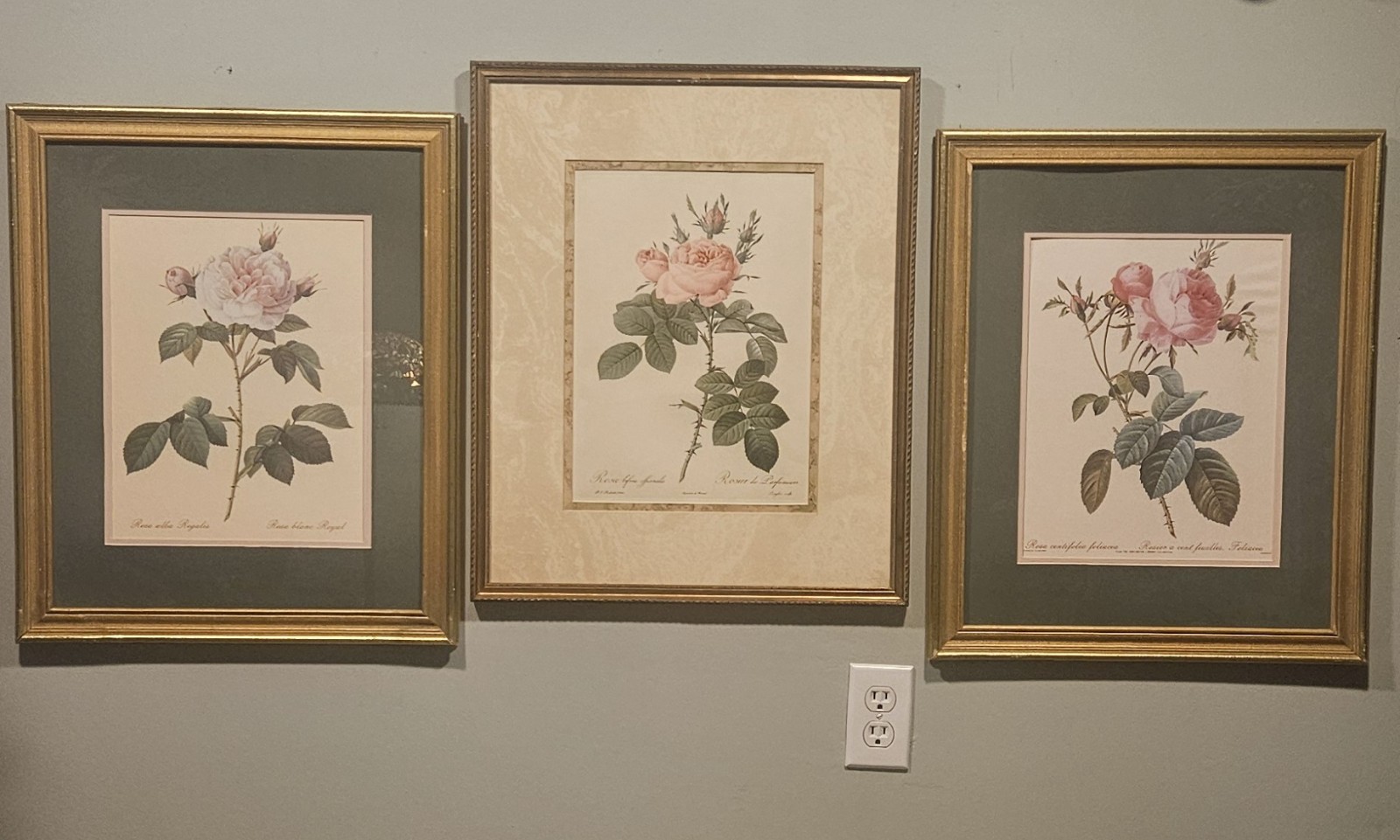 Vintage Pierre-Joseph Redoute Botanical Prints – Rosa Bifera Officinalis \